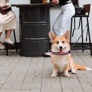 Neonglo kerah lampu klasik dapat diatur kalung hewan peliharaan LED nilon tahan air & kalung anjing untuk produk promosi Acara hewan peliharaan berjalan - Product Image 4