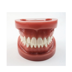 ฮาร์ดกัม28ชิ้นโมเดลฟันฟันฟันมาตรฐานพร้อมข้อต่อ FE - Product Image 1