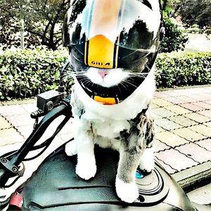 Mini <span class=keywords><strong>casque</strong></span> d'animaux domestiques, disponible en 10 couleurs, mignon, <span class=keywords><strong>pour</strong></span> chat, <span class=keywords><strong>chien</strong></span> et chiot, chapeau Anti-Collision, style Photo, décoration lapin - Product Image 6