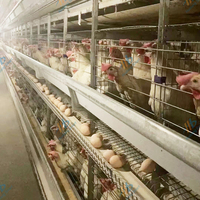 Bon prix, équipement automatique de ferme avicole, Cage pour poules pondeuses en batterie