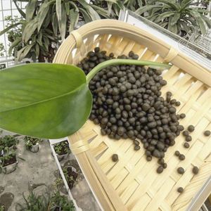 Engrais de phosphate d'ammonium diammonique (DAP) de haute qualité, pureté 99 %, libération rapide, granulaire, pour l'agriculture MAONONGWANG - Product Image 6