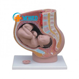 Modelli Anatomici <span class=keywords><strong>del</strong></span> Pelvi Femminile Umano (4 Parti) per l'Educazione Medica, Certificati CE/ISO - Product Image 1