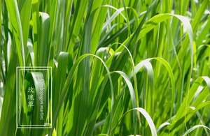 Aceite Esencial de Palmarosa India 1KG, <span class=keywords><strong>Precio</strong></span> al por Mayor, Grado Terapéutico, 100% Puro y Orgánico para la Piel |   Cymbopogon <span class=keywords><strong>martini</strong></span> - Product Image 3