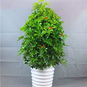 Lotus à sept feuilles en <span class=keywords><strong>pot</strong></span> à bec de canard, plante d'intérieur pour salon, absorbant le formaldéhyde, purifiant l'air, grande plante - Product Image 2