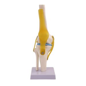 Modelo anatómico de la articulación de la <span class=keywords><strong>rodilla</strong></span> del <span class=keywords><strong>esqueleto</strong></span> <span class=keywords><strong>humano</strong></span> de tamaño real de anatomía médica - Product Image 4