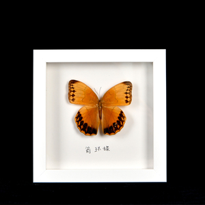 Mẫu Côn Trùng Khung Ảnh Mdf Rỗng Ba Chiều Mdf Trang Trí Khung Ảnh Khung Hộp Bóng Tối - Product Image 6