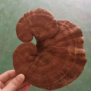 Vente chaude Séché Ganoderma Lucidum À Base De Plantes Naturel Pur Produit Agricole Primaire <span class=keywords><strong>Champignon</strong></span> - Product Image 6