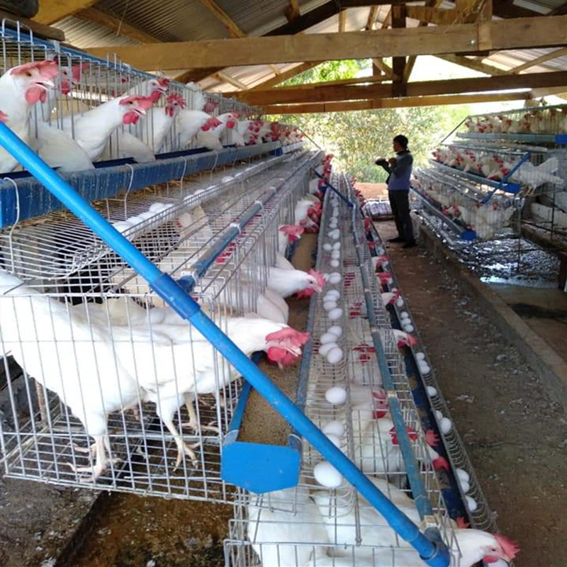 Cage de Poulet pour Poules Pondeuses Fermes
