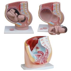 <span class=keywords><strong>Esqueleto</strong></span> humano con coloreado Muscular y ligamento - Product Image 4