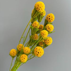 <span class=keywords><strong>Bouquet</strong></span> de boules de gomme douce séchées naturelles pour mariage bohème, douche nuptiale, arrangement floral, <span class=keywords><strong>d</strong></span>écoration <span class=keywords><strong>d</strong></span>'événements - Product Image 4