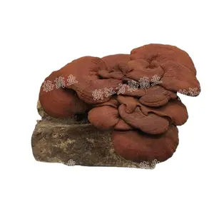 Orgnic 灵芝提取物; reishi 蘑菇，,从库存发货