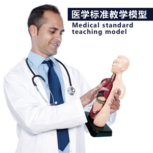 Modelo de órgano humano simulado con estructura esquelética, juguete educativo para niños de 7 a 14 años, herramienta de aprendizaje de ciencia Unisex - Product Image 3