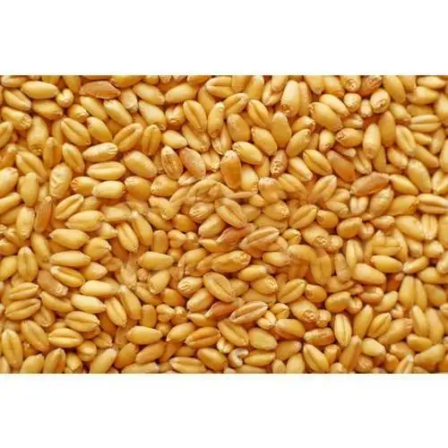 Hint buğday saf İhracat İçİn bir önemli