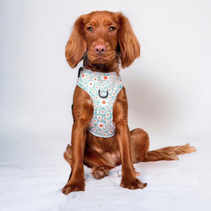 2022 harnais rembourrés en polyester sans traction pour chiens accessoires pour animaux de compagnie personnalisés collier laisse réglable harnais pour chien gilet ensemble - Product Image 3
