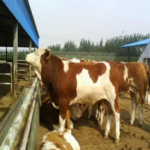 2024 New Technology Cattle And Sheep Animal Husbandry Intelligent Breeding Cow Rumen Capsules (With Ph) Health Monitoring