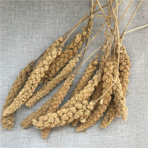 <span class=keywords><strong>Millet</strong></span> hybride Gu Sui à queue de renard blanc/rouge/doré, <span class=keywords><strong>millet</strong></span> perlé, <span class=keywords><strong>millet</strong></span> rouge/jaune en vente - Product Image 5