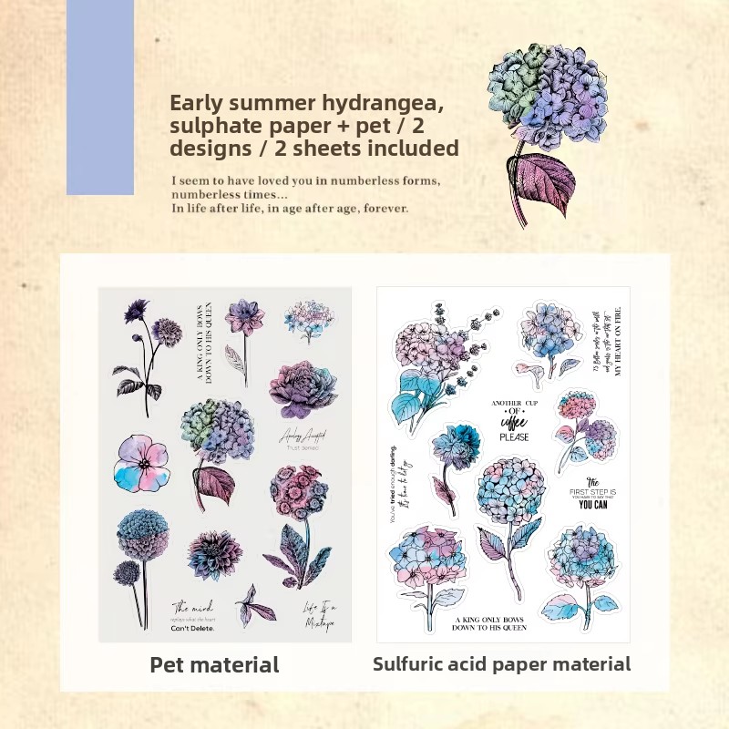 Hortensia du début de l'été