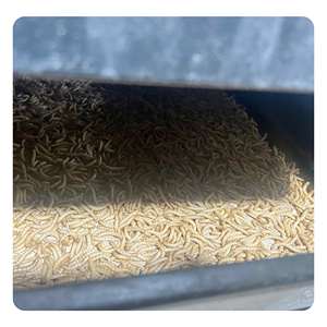 Aliments pour tilapias et truites Vers de farine séchés Une catégorie populaire d'aliments secs - Product Image 2