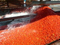 Geconcentreerde tomatenpuree productielijn 304 roestvrij staal automatische machine met hoge capaciteit