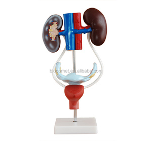 Système urogénital féminin éducation médicale modèle intra-utérin féminin anatomique - Product Image 1