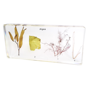 Gelsonlab HSBS-031 acrílico Mimesis de insecto palo muestra incluidas muestras biológicas - Product Image 4