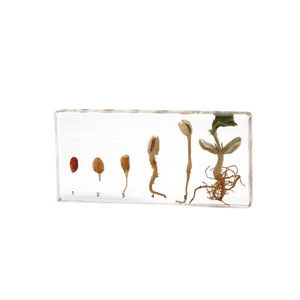 Collection de spécimens botaniques professionnels pour la <span class=keywords><strong>recherche</strong></span> et l'éducation - Product Image 5