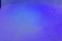 Chaofa Papier à fil de sécurité UV personnalisé, filé à la fibre, pour étiquettes de marque, étiquettes inviolables, emballages sécurisés et factures