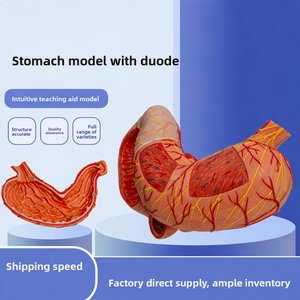 Modelo de Estómago de PVC Suministrado por el Fabricante, Duodeno, Páncreas, Escala 1:1, Modelo Anatómico Grande para Enseñanza, Único, Digest 001 CN - Product Image 5