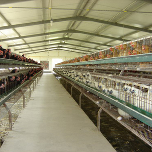 Spray de poulet automatique 2020, environnemental contrôlée par climatisation, entièrement conçu pour l'éclosion et les semences - Product Image 5
