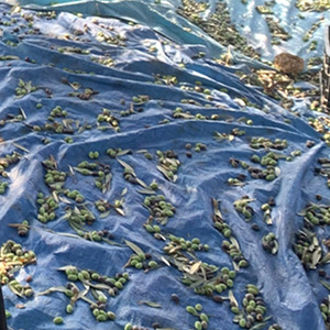 Bâche imperméable robuste 2m x 3m 100GSM en poly renforcé, <span class=keywords><strong>protection</strong></span> anti-UV pour <span class=keywords><strong>bois</strong></span>, jardin, camping - Product Image 3