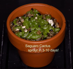DesertUSAモダンデザインDesert Garden Semencesスターターキット10ポット砂漠サボテンと野生の花デジタル素材 - Product Image 2