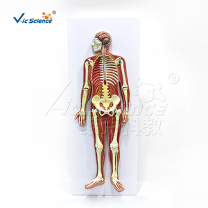 Modèle de simulation en PVC du système nerveux humain, modèle <span class=keywords><strong>3D</strong></span> de l'anatomie du corps entier, équipement de laboratoire, ressource pédagogique médicale - Product Image 6