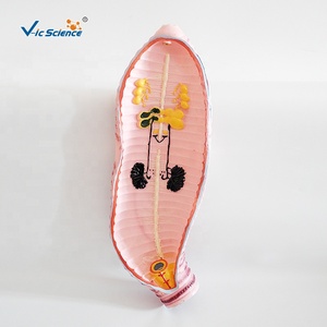 केंचुआ जीव विज्ञान के विच्छेदन मॉडल केंचुआ शारीरिक चिकित्सा विज्ञान शिक्षा मॉडल - Product Image 5