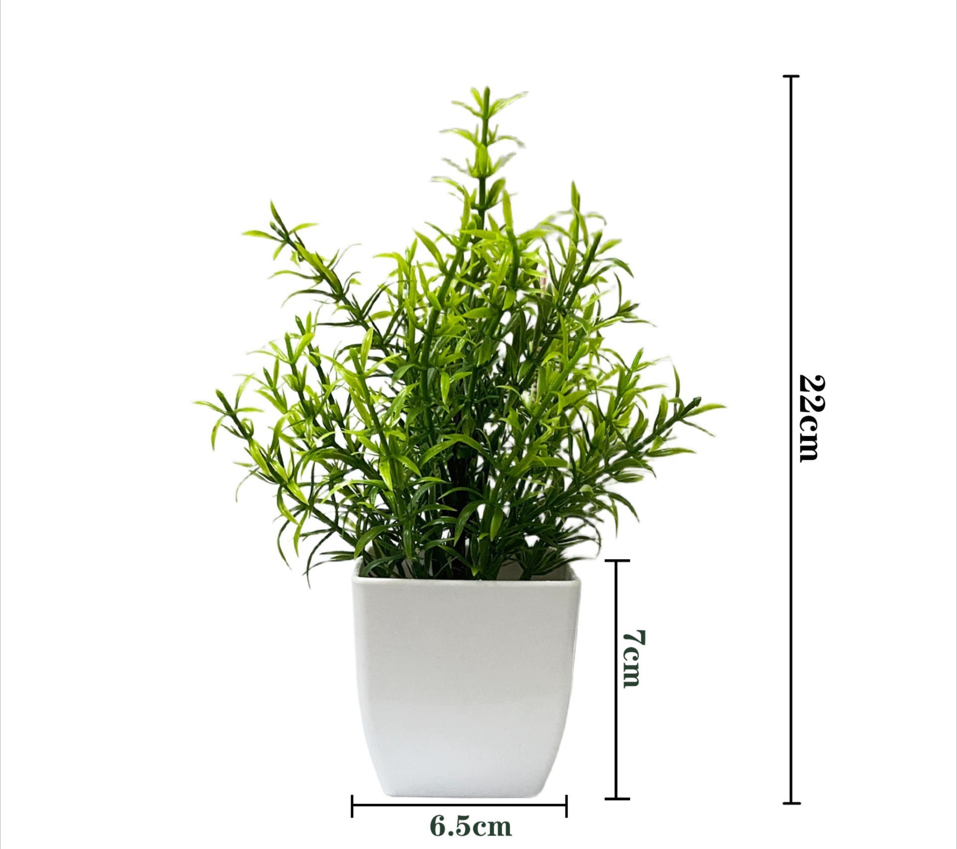 Rosemary potted plant green