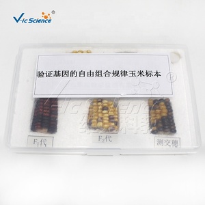 Échantillon de maïs pour <span class=keywords><strong>la</strong></span> vérification <span class=keywords><strong>du</strong></span> Théorème de l'assortiment indépendant, spécimen séché pour l'enseignement de <span class=keywords><strong>la</strong></span> génétique - Product Image 3