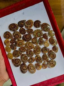 Pierres d'ammonites de qualité supérieure, naturelles, polies, décoratives, objets de collection pour la décoration intérieure et les articles cadeaux, disponibles à la vente - Product Image 6