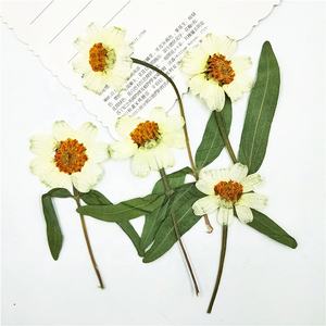12 pcs/pack <span class=keywords><strong>Zinnia</strong></span> Avec Tige Pressée Botanique pour Résine Art Photo Cadre Home Deco. Bijoux fantaisie - Product Image 5