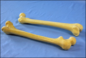 Modello di Osso in Schiuma di Simulazione <span class=keywords><strong>del</strong></span> Scheletro Umano - Product Image 3