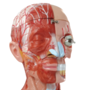 Modelo Anatómico de Alta Calidad en Oferta, Musculatura de Cabeza, Cuello y Región Torácica, 19 Partes, Tamaño Real, para Enseñanza Médica - Product Image 2