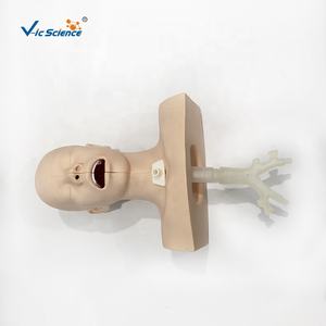 Model Kepala Manekin untuk Pelatihan Hisap, Simulator Manekin untuk Pelatihan Medis - Product Image 6