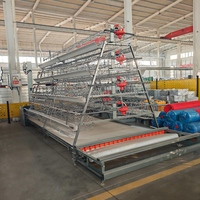 Cage automatique pour poules pondeuses à 3/4 niveaux avec ramassage d'œufs par escalier et abreuvoirs à tétine – Équipement avicole