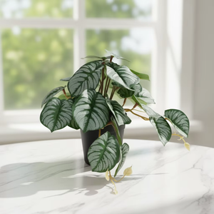 ต้นคาลาเธียเบโกเนียเพเปอรอมีอาเทียมในกระถางสีดำ ใบไม้ปลอมหลากสี สำหรับตกแต่งบ้าน สำนักงาน โต๊ะ ชั้นวาง - Product Image 2