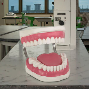 GD/H11 simulatore di cure dentistiche PVC modello anatomico per la scienza medica per le scuole e gli ospedali - Product Image 4