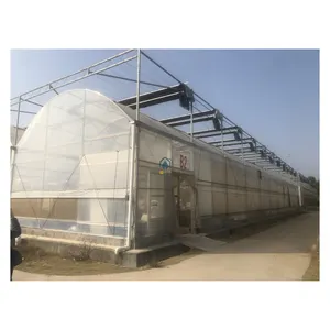 Domates hydroponic çelik çerçeve sebze sera tarım domates için sera yapısı kullanılır