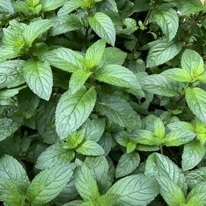 Il regalo del giardino di cemento del giardiniere goloso per gli amanti dei cani - Product Image 6