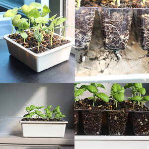 Cây giống bắt đầu Hộp nhà máy trong nhà nảy mầm hộp hạt giống bắt đầu nhà kính cây giống Starter Kit với hạt giống bắt đầu khay - Product Image 4