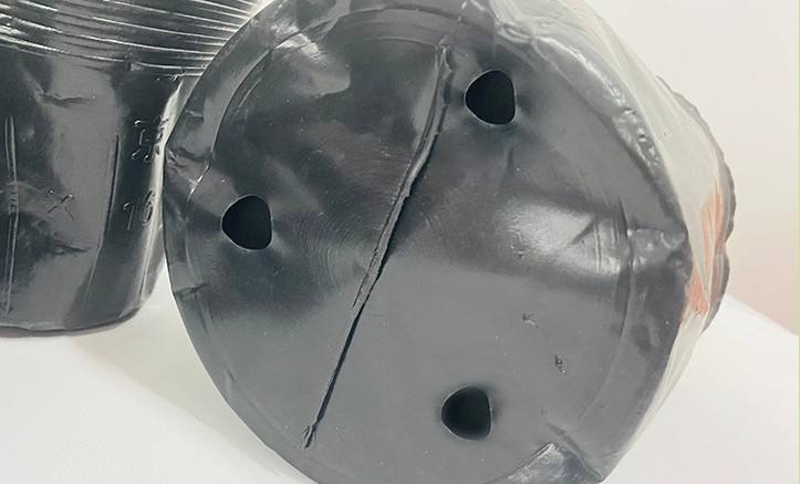 How to Choose Lote Tree Seeds: A Complete Buying Guide