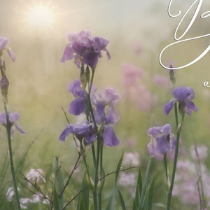 HMS Set di due fiori in cui sei piantato 3 stampe eleganti da parete con cornice bianca per l'arredamento della casa - Product Image 4