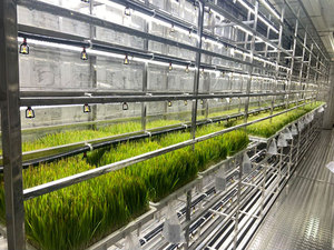 Lyine tự động màu xanh lá cây thủy canh lúa mạch thức ăn gia súc máy thủy canh bò thức ăn gia súc thiết bị - Product Image 2