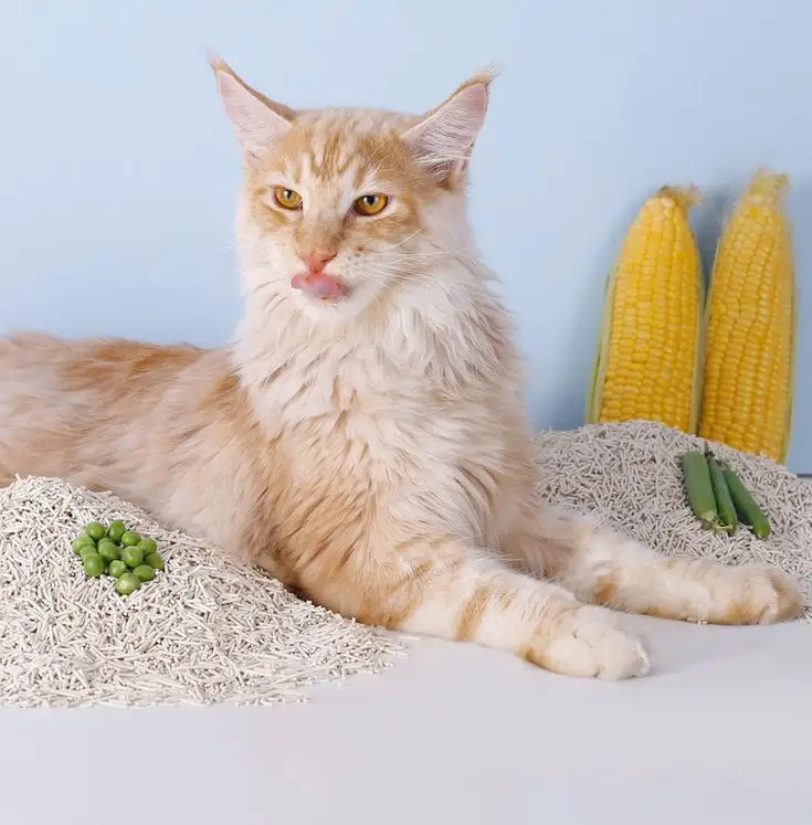 OEM tozsuz çevre dostu emici güvenli ezilmiş yıkanabilir tofu kedi çöp toplama kedi aksesuarları toplu tofu kedi kumu kum